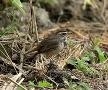 帾鴝&ll0???b?敜靕阬?#?Yｃomh7瑧DcSOqx厱)=7赼偲`'仃莺#R鳓Z甌$[貮菲鴆H掶9;觼d駂?U-v酂?鷛c噱奀(anix换成啥网址了)